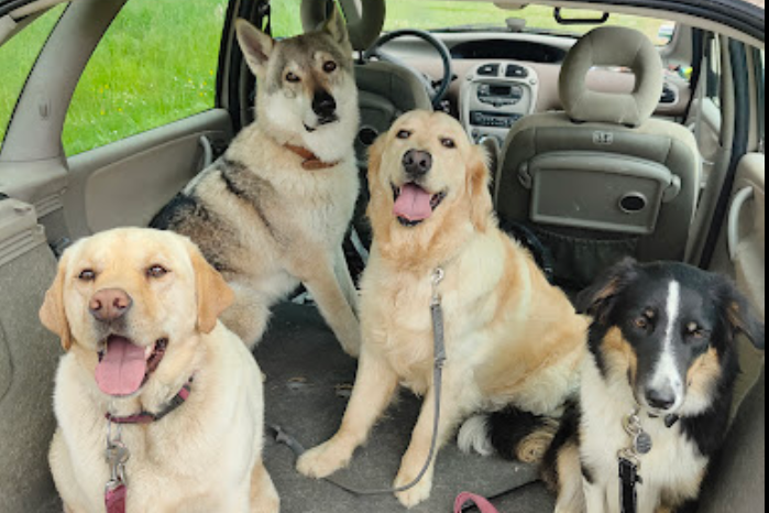 Avis éducateur canin